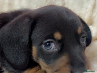 Dachshund dogs - Advert 36