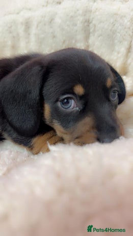 Dachshund dogs - Advert 15