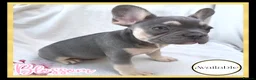 French Bulldog dogs for sale: Excellent Bloodline KC French Bulldogs A** Tested - Advert 5