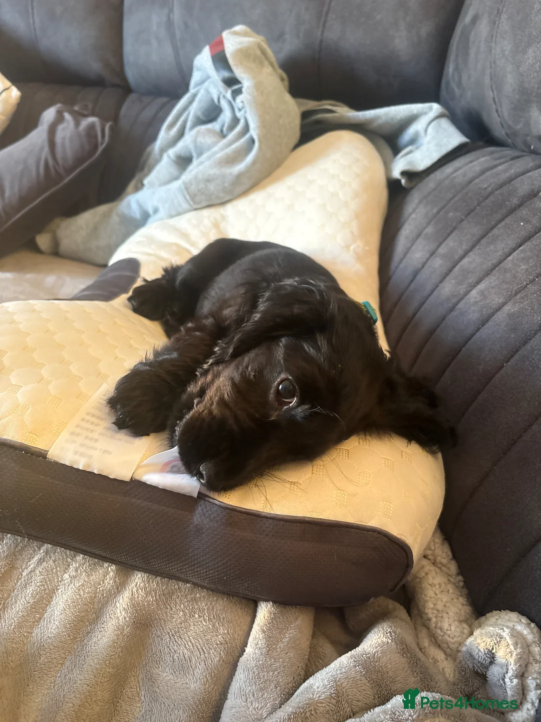 Cocker Spaniel dogs for sale: Show Cocker Spaniel  in Paisley - Advert 1