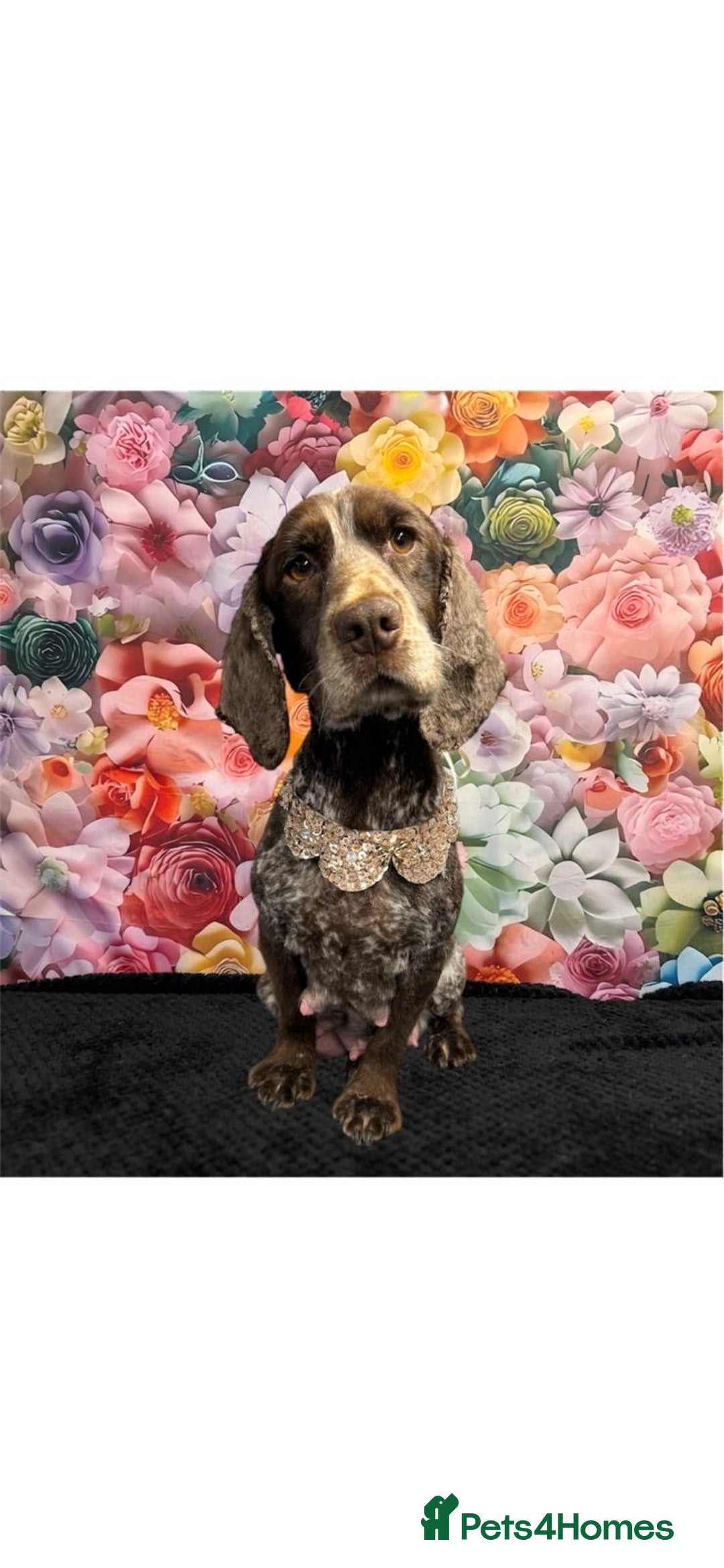 Cockapoo dogs for sale: F1 cockapoo puppies  - Advert 7