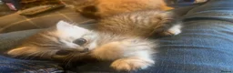Exotic cats for sale: Beautiful exotic kittens  - Advert 1