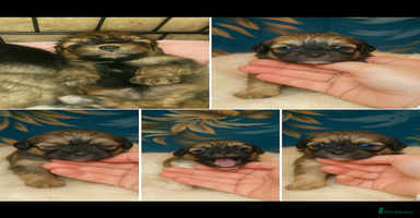 Shihpoo dogs - Advert 14