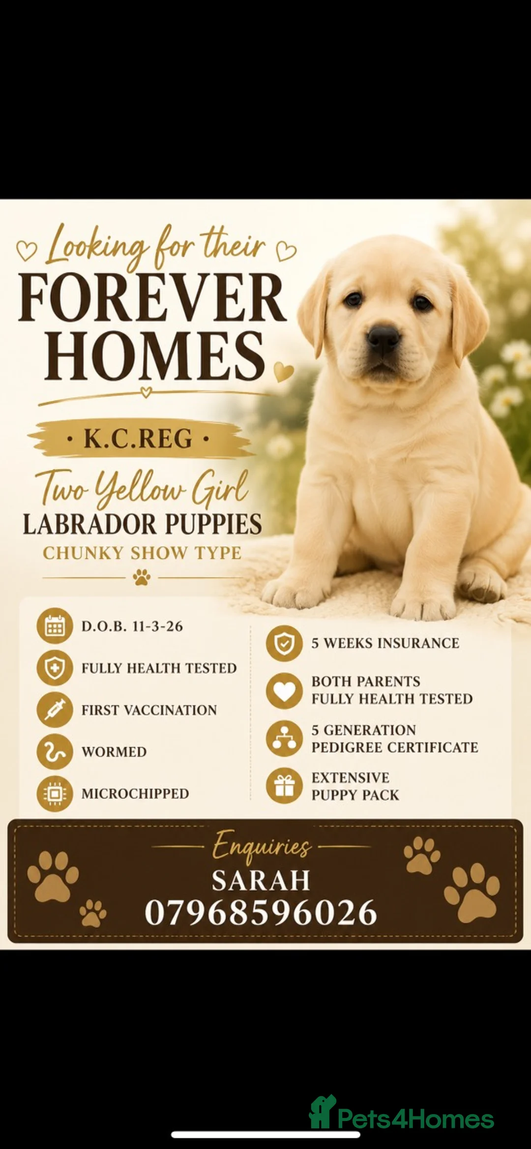 Labrador Retriever dogs for sale: Show quality yellow bitch puppies - Advert 1