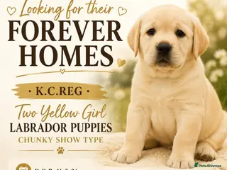 Labrador Retriever dogs for sale: Show quality yellow bitch puppies - Advert 2