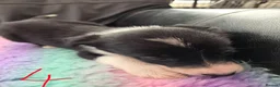 Border Collie dogs for sale: Border collie pup's  - Advert 5
