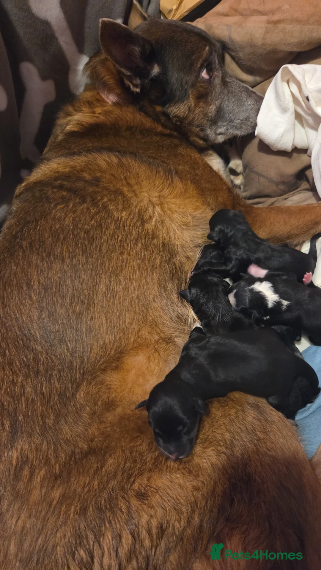 Mixed Breed dogs for sale: Labrador Collie Cross Puppies Male and Female in Eyemouth - Advert 8