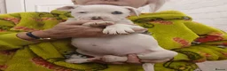American Bully dogs for sale: American bully puppies  - Advert 19