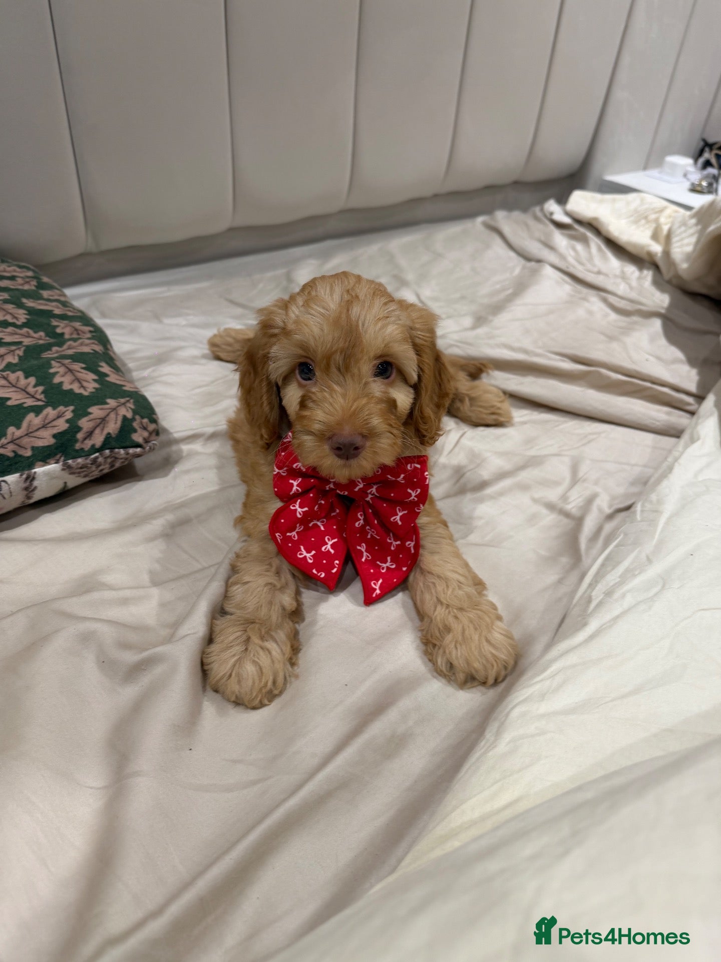 Cockapoo dogs ( 1 LEFT ) Stunning Cockapoo Puppies DNA Tested  - Advert 5