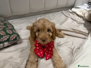 Cockapoo dogs ( 1 LEFT ) Stunning Cockapoo Puppies DNA Tested - Advert 5