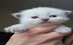 Ragdoll cats for sale: Pedigree ragdoll kittens  - Image 1