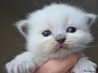 Ragdoll cats for sale - Advert 1