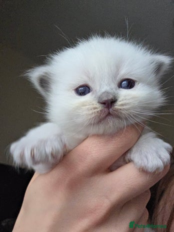 Ragdoll cats - Advert 1