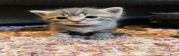 Ragdoll cats for sale: Beautiful Ragdoll cross kittens for sale  - Advert 18