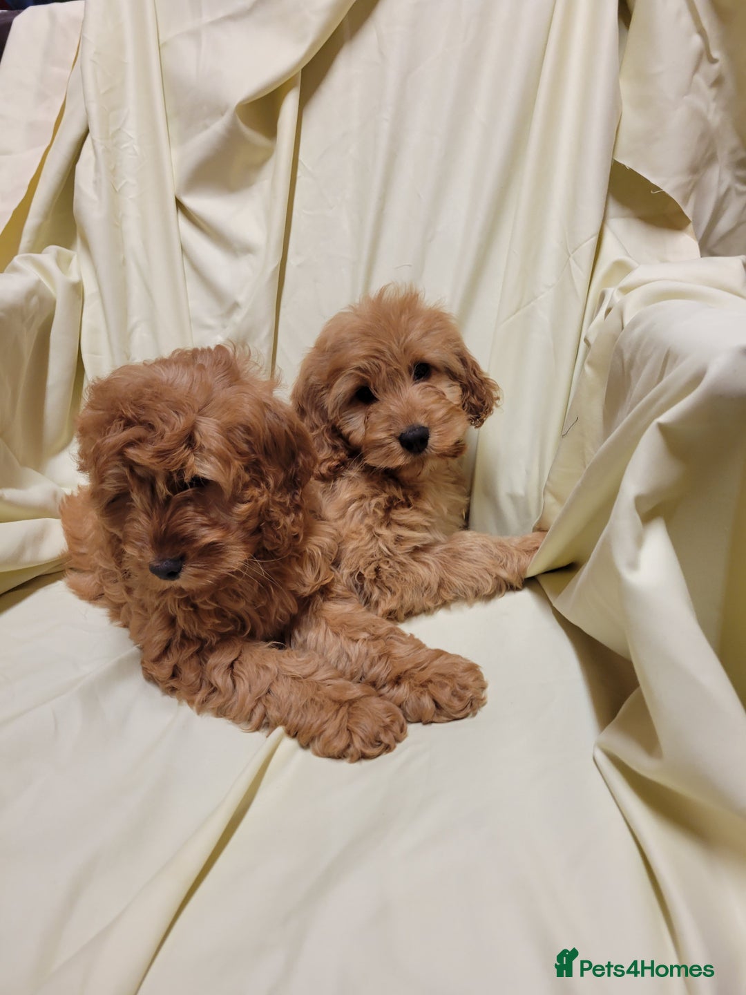 Cockapoo dogs for sale: Cockapoo puppies  - Advert 9