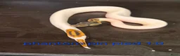 Python Snake reptiles for sale: Mixed juvinile royals - Advert 25