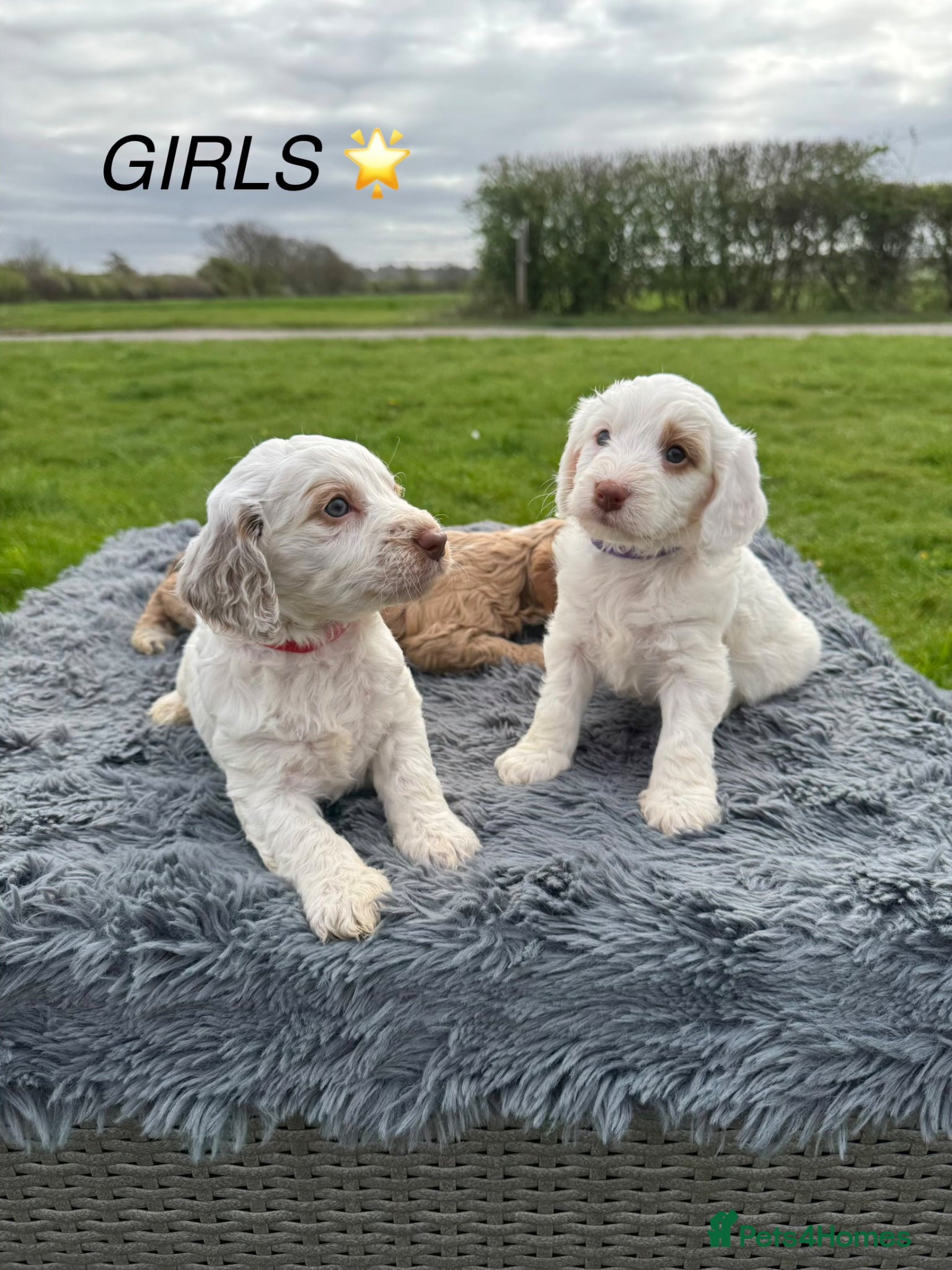 Cockapoo dogs F1 Cockapoos ..5🌟licenced breeder - Advert 2