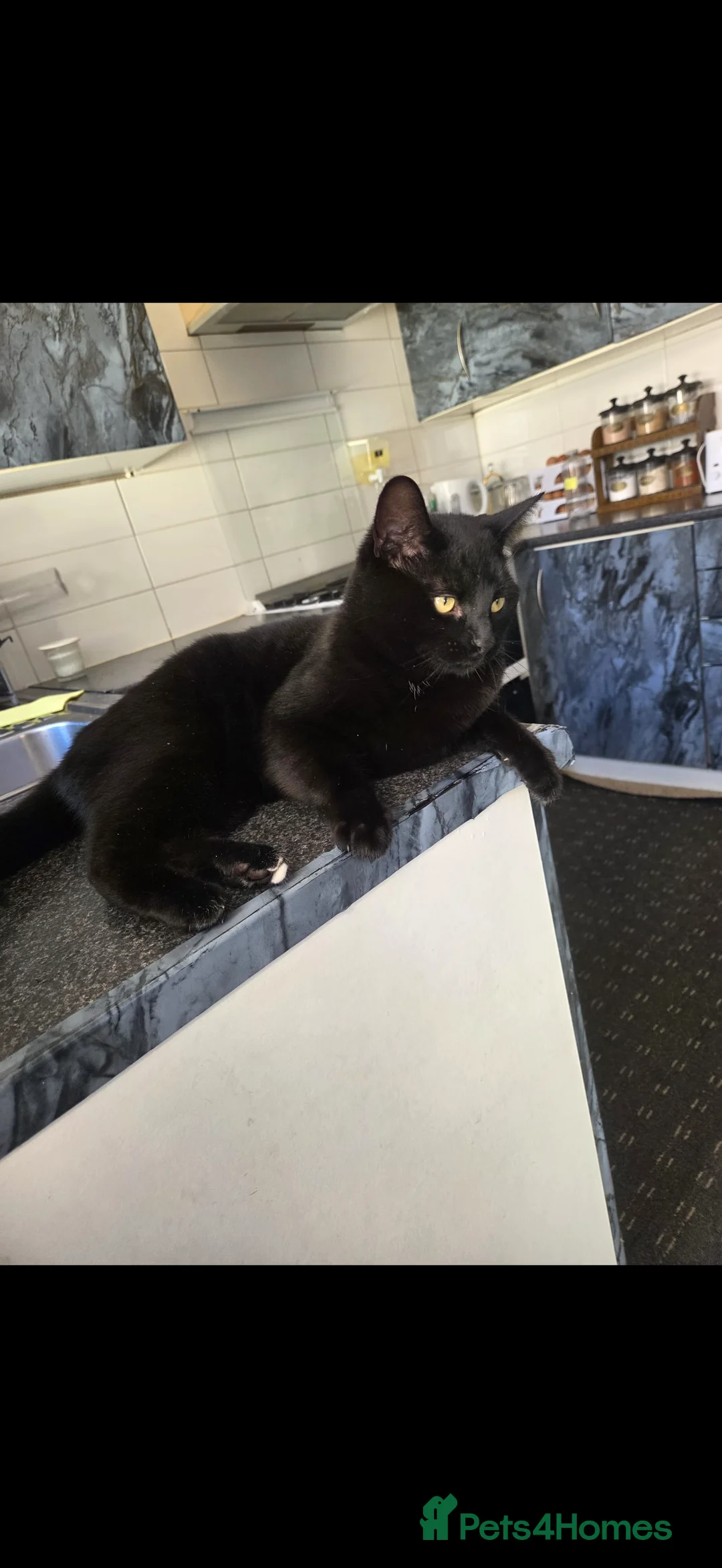Bombay cats for sale: Black Cat - Advert 2