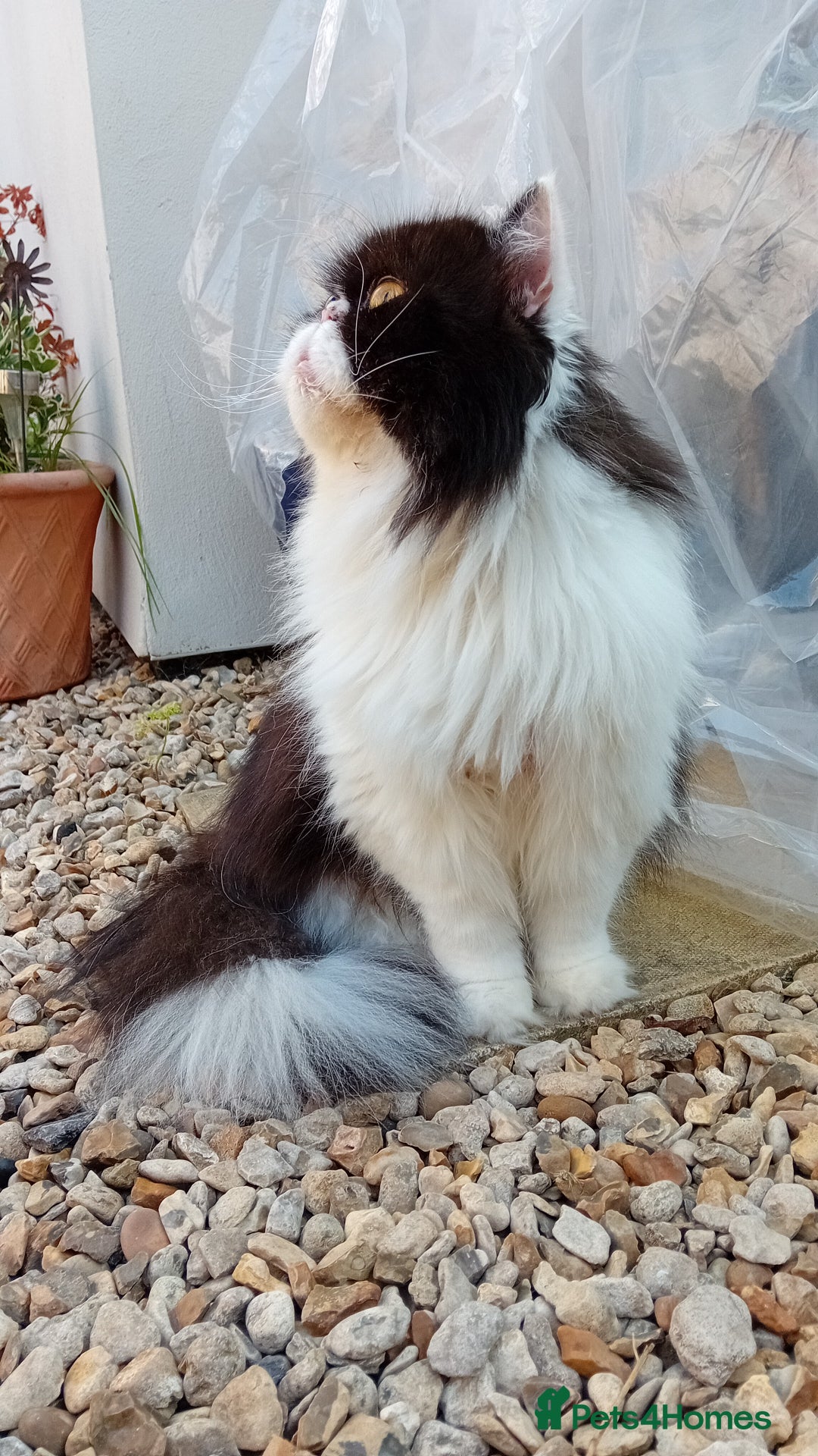 Persian cats for sale: Persian cat  - Image 5
