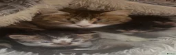 Domestic Shorthair cats for sale: 3 Playfull Fluffy kittens  - Advert 1