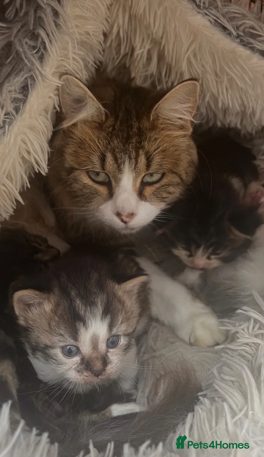 Domestic Shorthair cats for sale: 3 Playfull Fluffy kittens  - Advert 1
