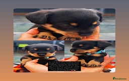 Mixed Breed dogs for sale: Rare hybrid Rottweiler x dachshund pups - Advert 9