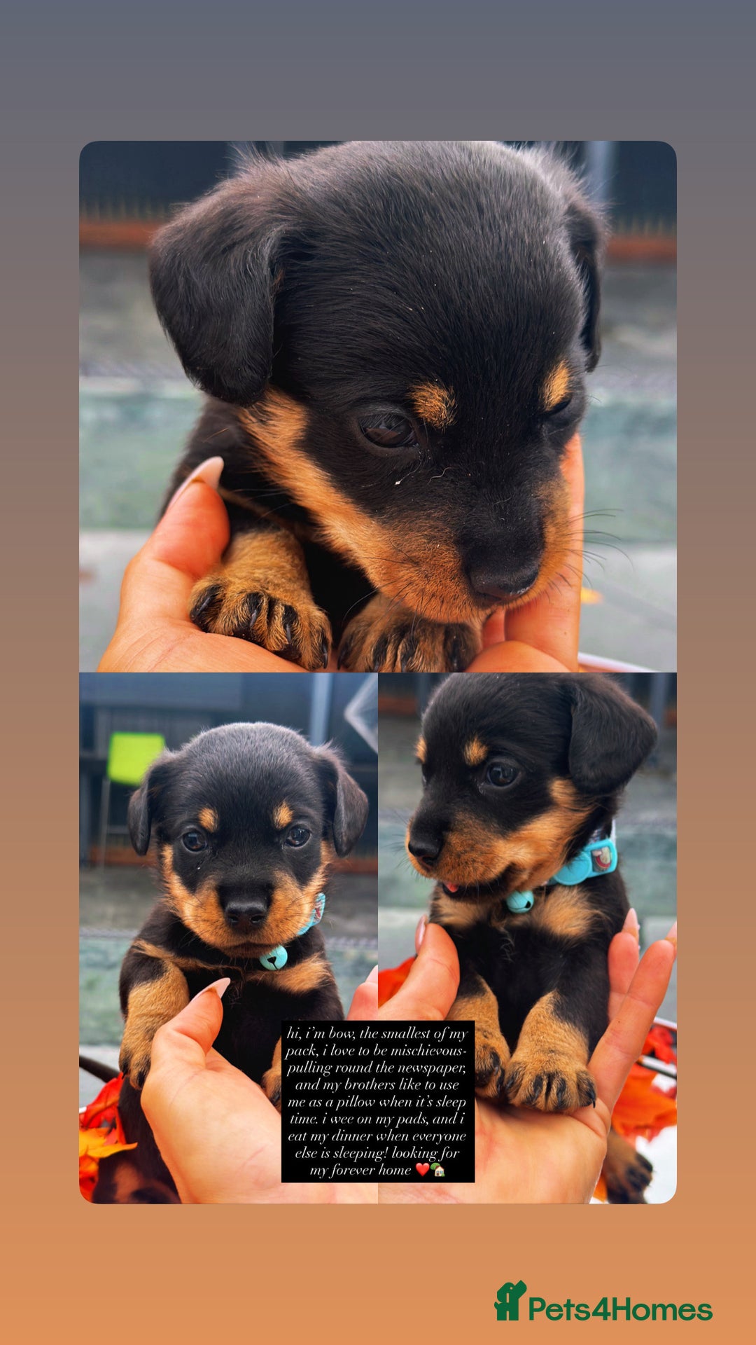 Mixed Breed dogs for sale: Rare hybrid Rottweiler x dachshund pups - Advert 9