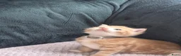 Mixed Breed cats for sale: Cutte baby cats for sale . - Advert 10