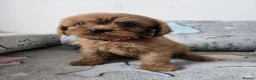 Cavapoo dogs for sale: 🐶Amazing cavapoo pups for sale🐶 - Advert 10