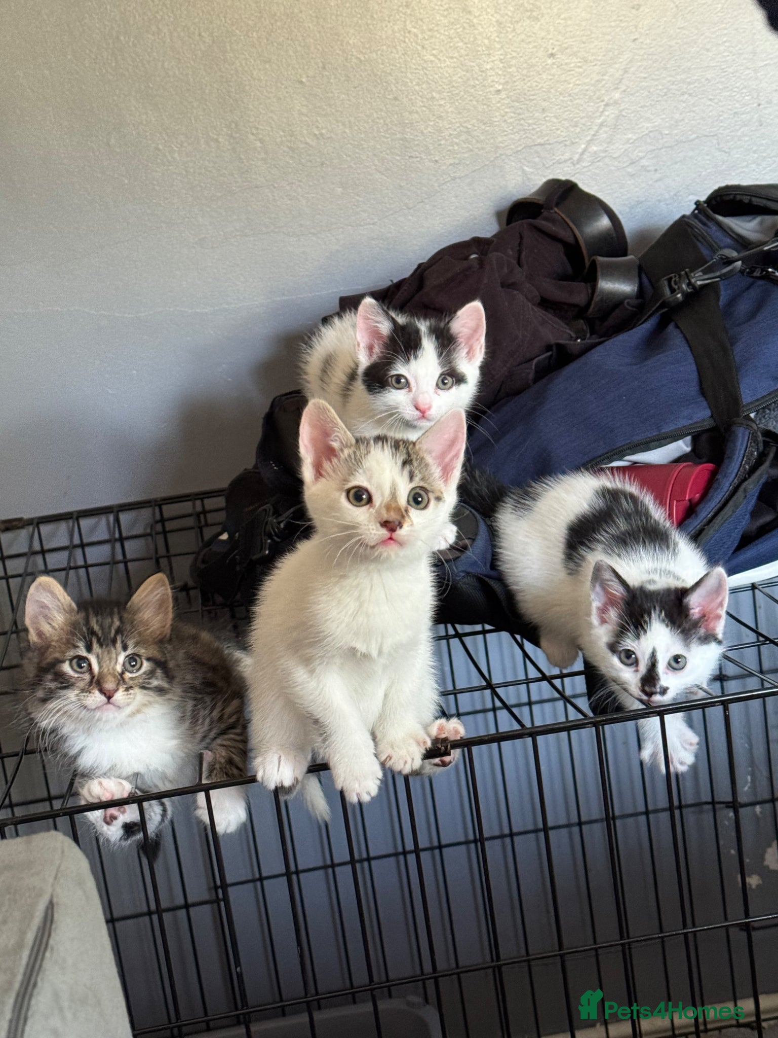 Mixed Breed cats Kittens for sale - Advert 2