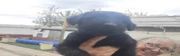 Giant Schnauzer dogs for sale: Ready Soon.Giant Schnauzer Puppies - Advert 8