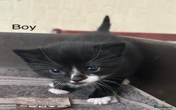 Mixed Breed cats for sale: Tuxedo kittens( boy and girl) London - Image 2
