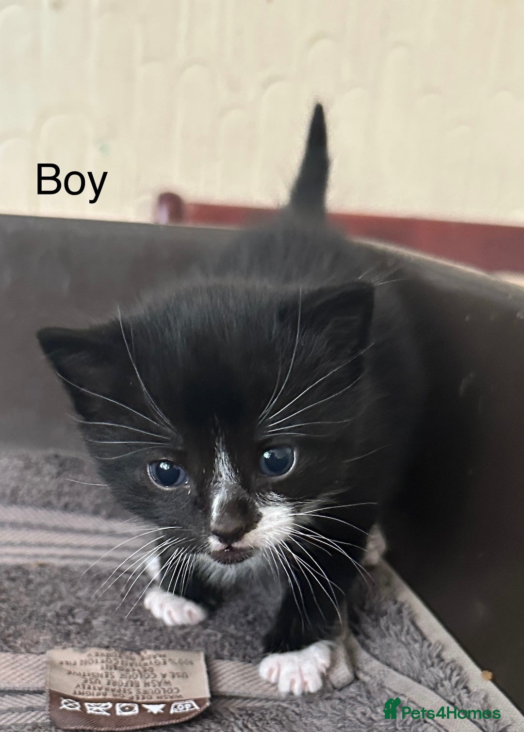 Mixed Breed cats for sale: Tuxedo kittens( boy and girl) London - Image 2