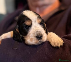 Cocker Spaniel dogs - Advert 13