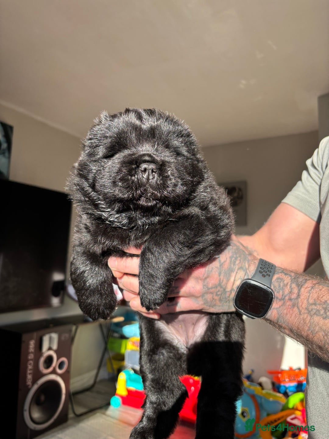 Chow Chow dogs for sale: chow chow puppy’s ready in 12 days  - Advert 13