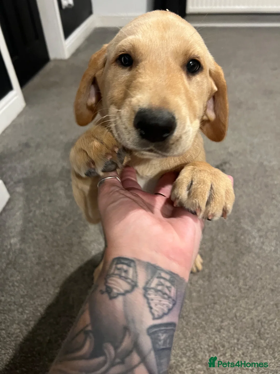 Labrador Retriever dogs for sale: Yellow & Red Labrador Pups health tested parents - Advert 11