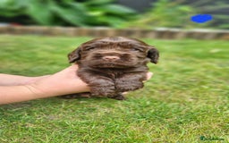 Cocker Spaniel dogs for sale: Show type x working cocker spaniel puppies - Image 7