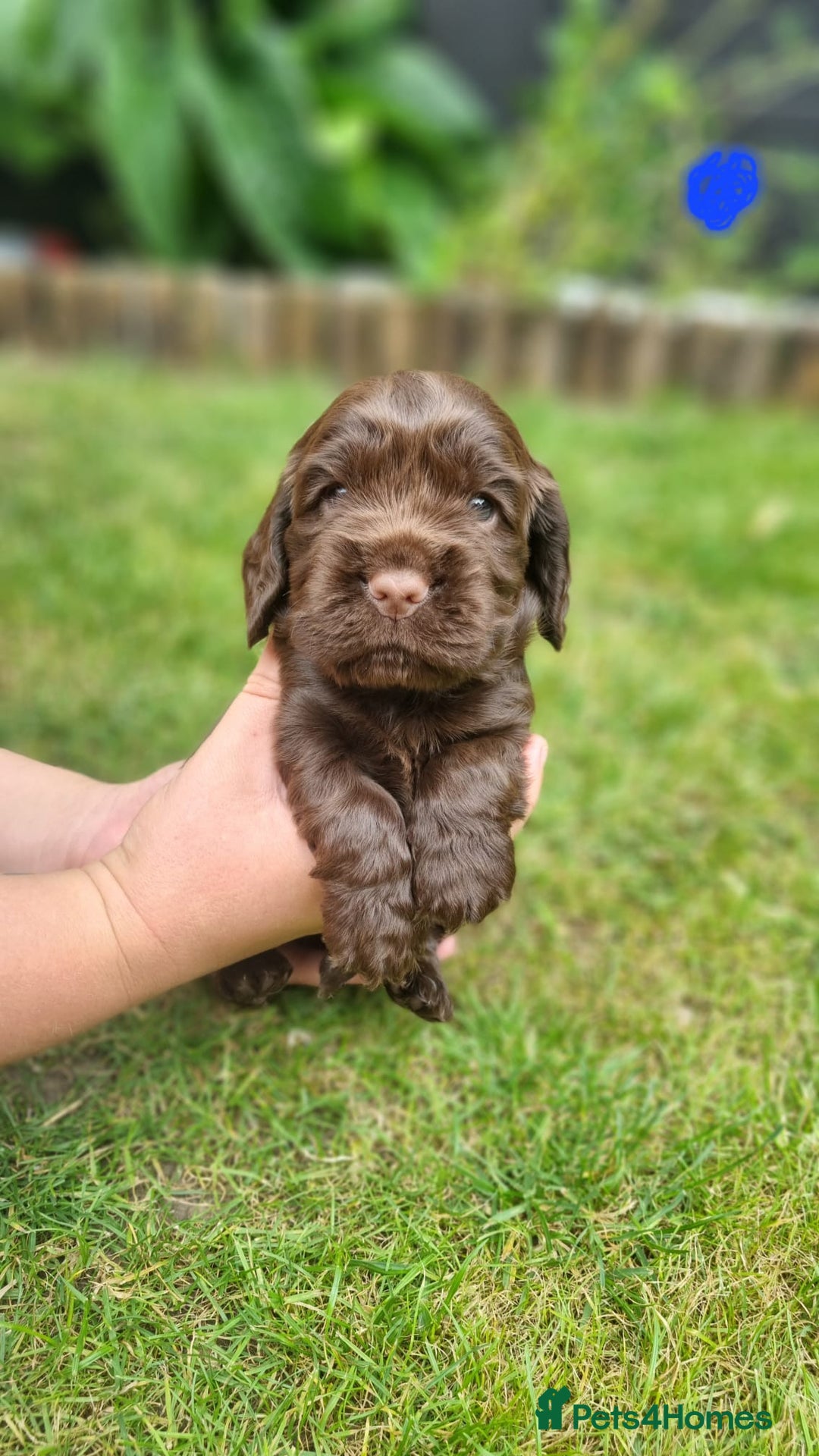 Cocker Spaniel dogs for sale: Show type x working cocker spaniel puppies - Image 7