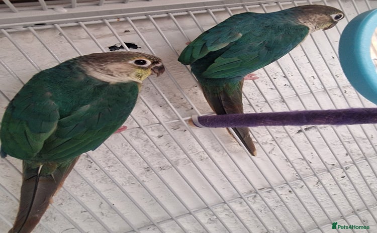 Conures birds - Advert 2