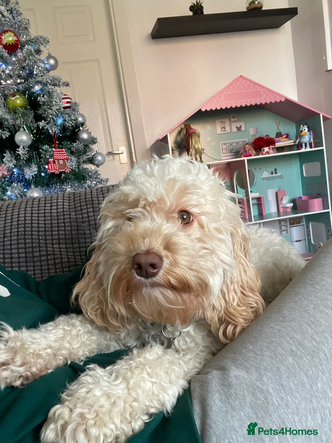 Cockapoo dogs for sale: Beautiful girl looking for her forever home - Advert 4