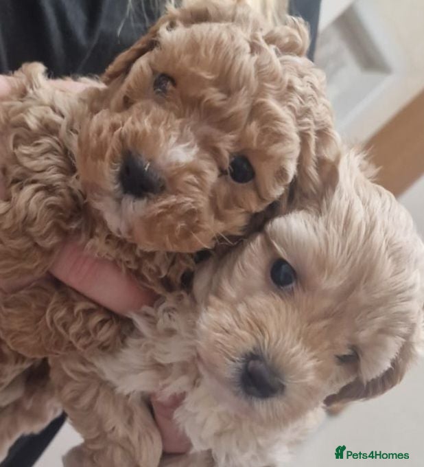 Maltipoo dogs Maltipoo pups ready now  - Advert 5