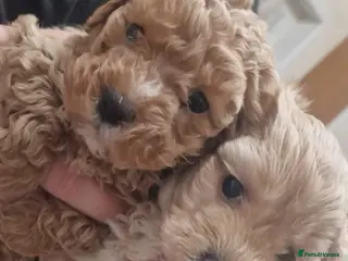 Maltipoo dogs Maltipoo pups ready now - Advert 10