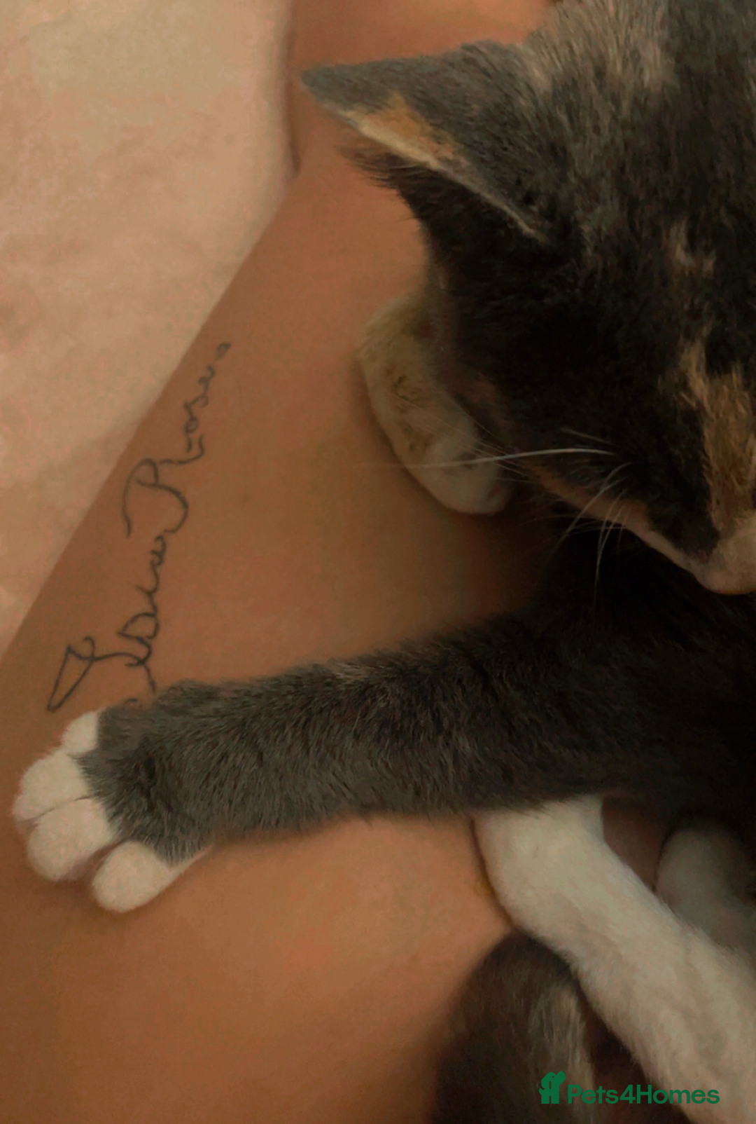 Domestic Shorthair cats for sale: Ani Female calico domesticated shorthair - Advert 2