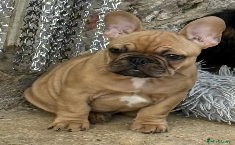 French Bulldog dogs - Advert 1