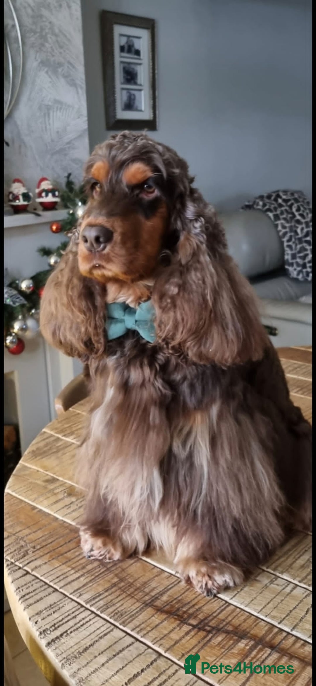 Cocker Spaniel dogs for sale:  show type spaniel puppies health tested parents  - Image 21