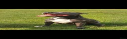 Staffordshire Bull Terrier dogs for sale: Kaya Staffordshire bull terrier kc register  - Advert 3