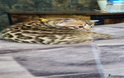 Bengal cats for sale: TICA Champion bengal kittens ready for reservation - Image 16