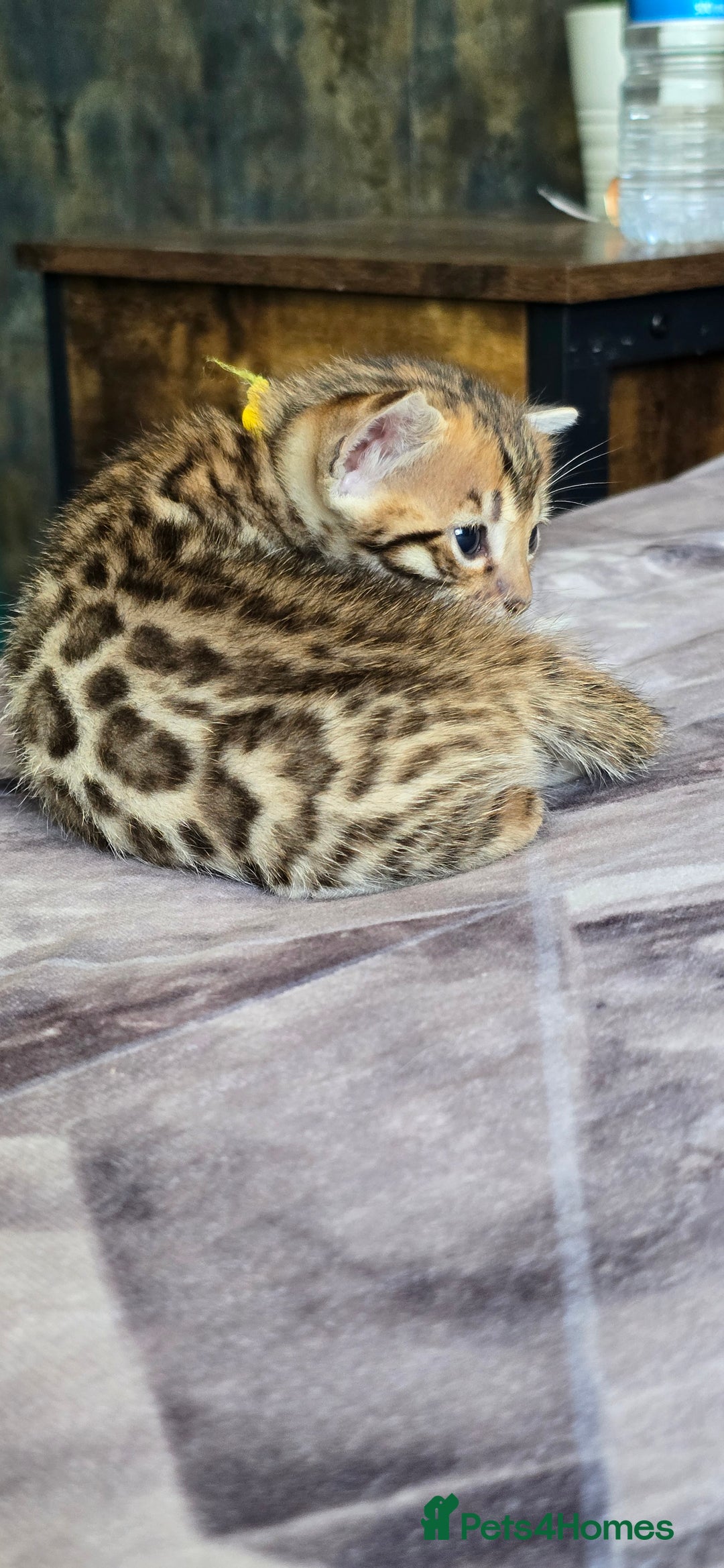 Bengal cats for sale: TICA Champion bengal kittens ready for reservation - Image 16