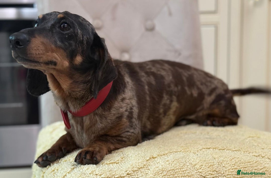 Miniature Dachshund dogs for stud: 🌟KC Registered Silver Dapple Miniature Dachshund - Advert 5