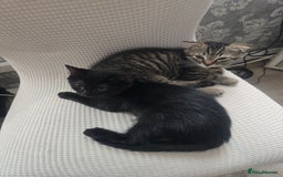 Mixed Breed cats for sale: 4 Beautiful kittens - Image 10